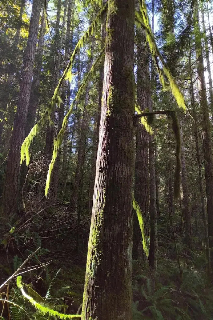 The Perch at Moon Dance