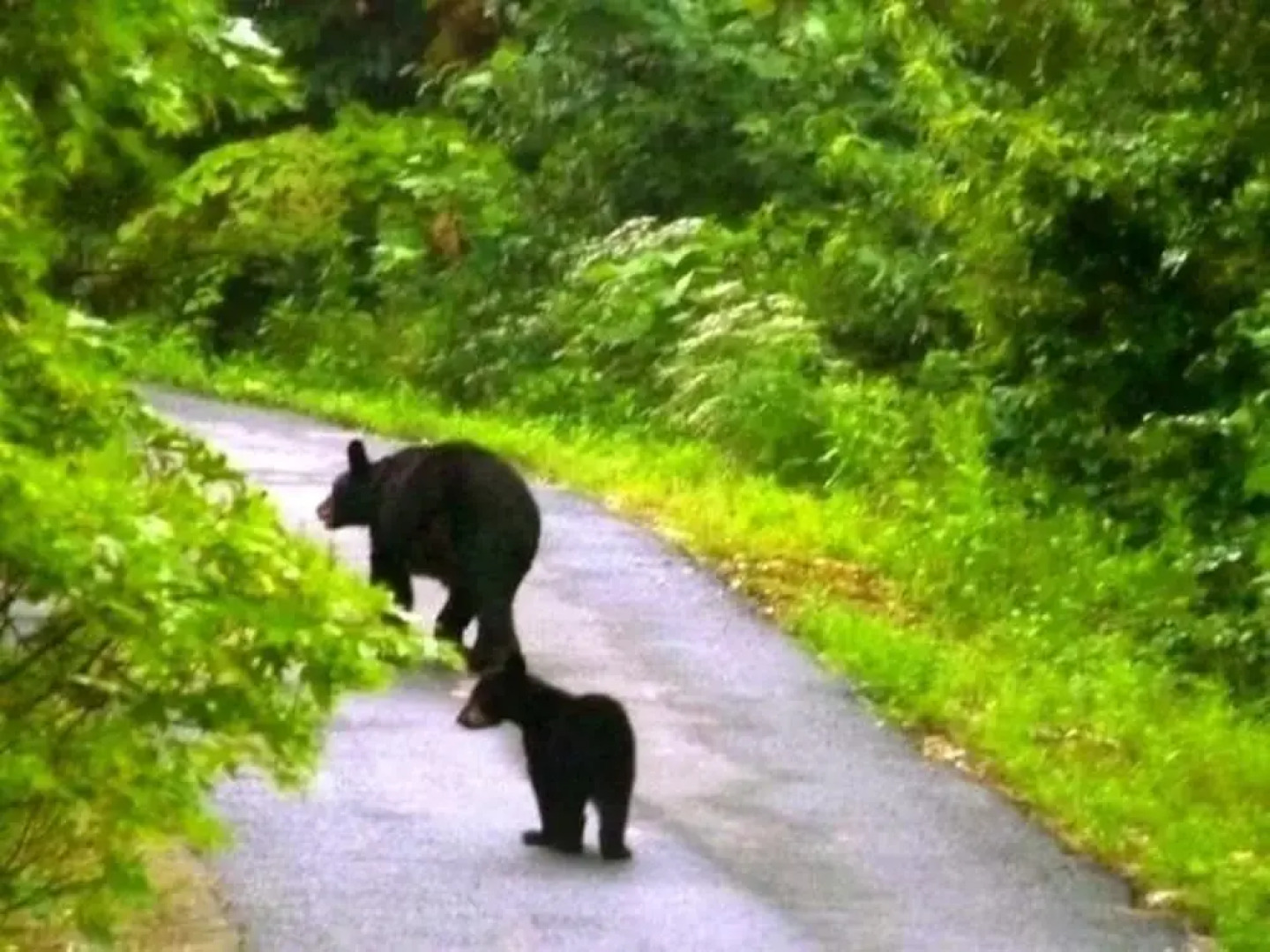 Wolfsong Lodge 5 Bedrooms 4.5 Bathrooms Cabin