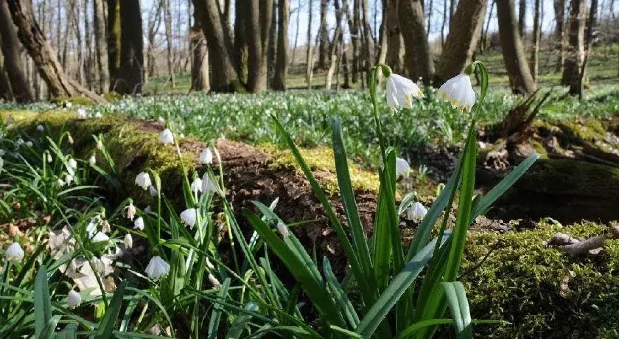 Landhotel Brauner Hirsch