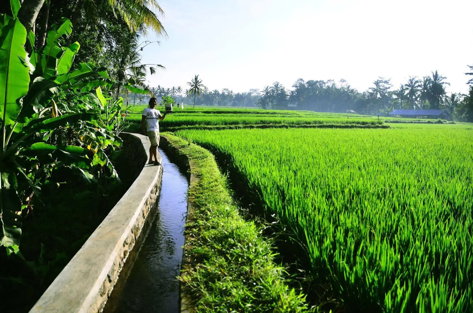 Ubud Sawah Homestay