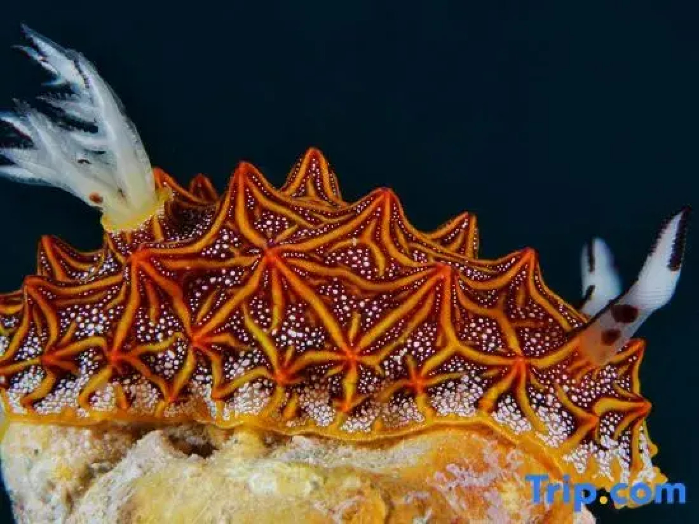 The Three P Beach Resort & Dive Center