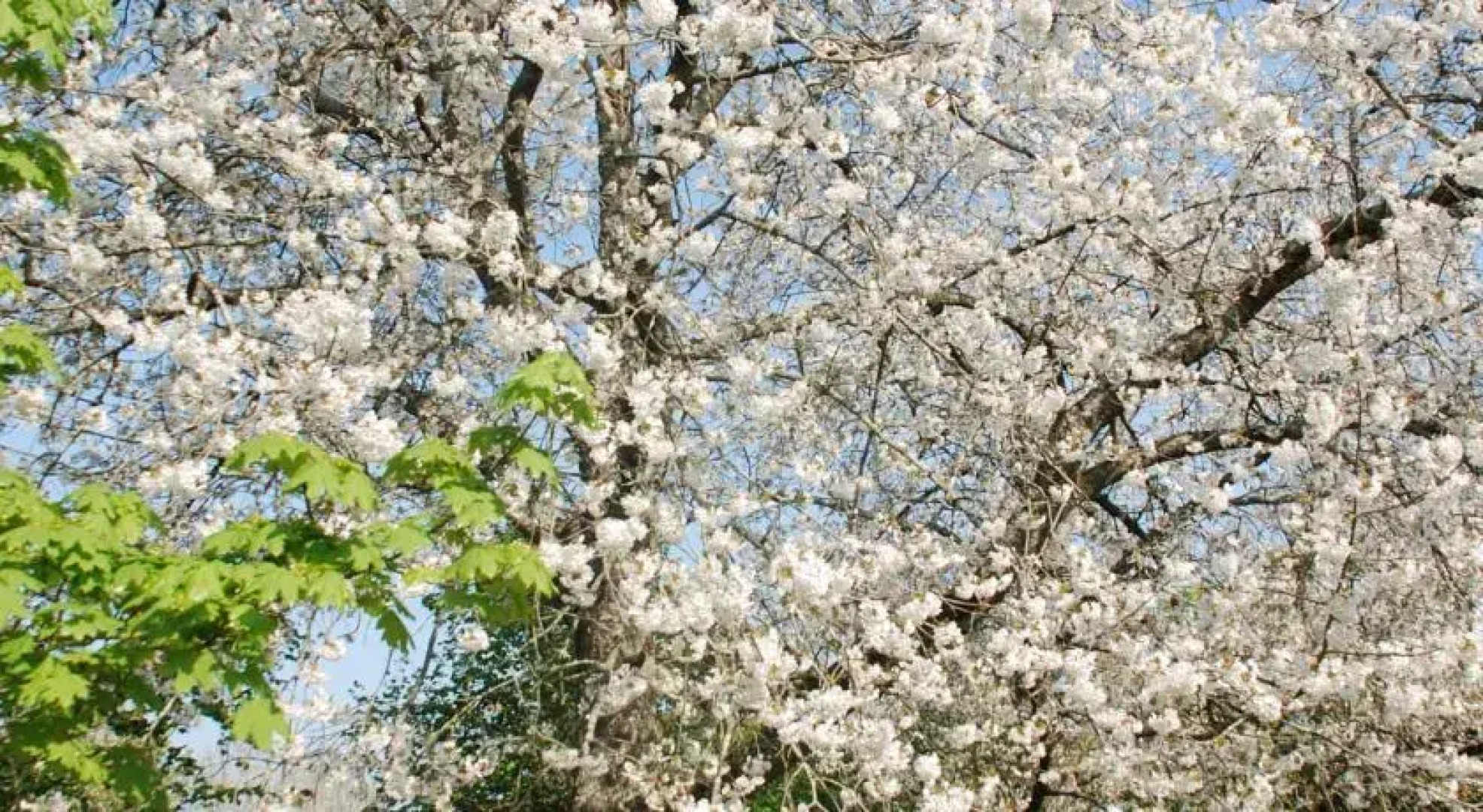 Les Ecoles Buissonnières