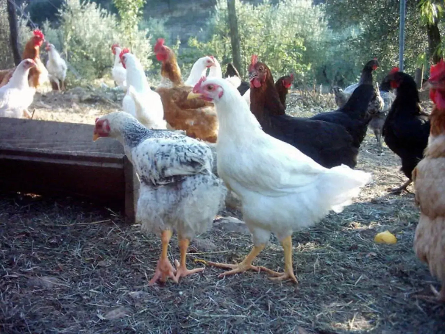 Casa Rondini, organic farm