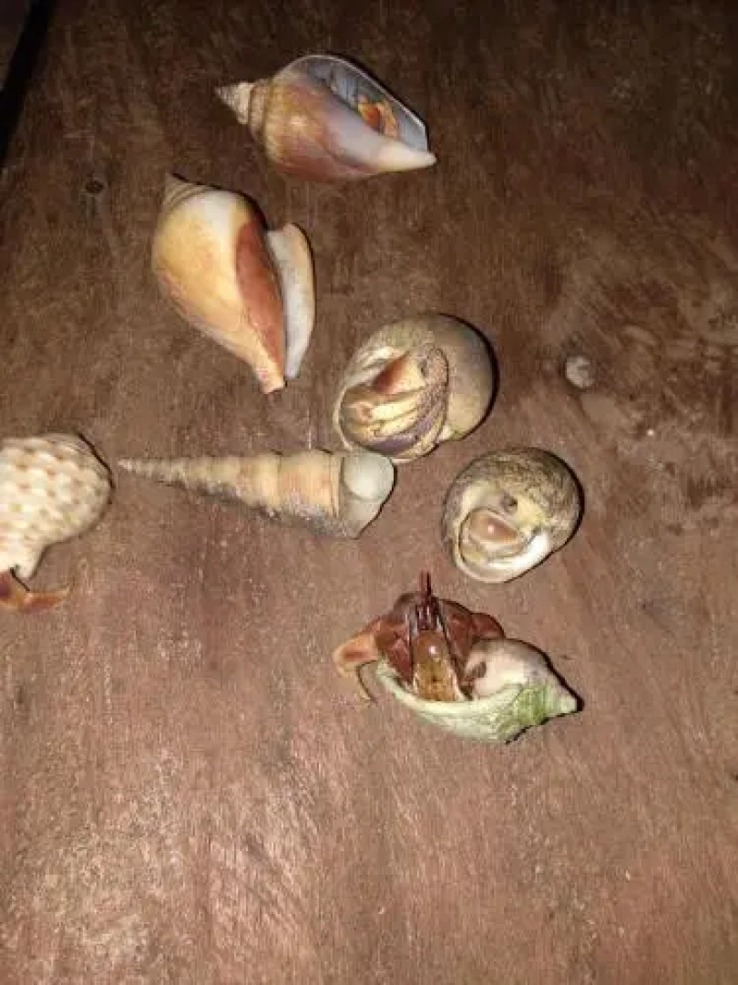 Tawan Bar and Bungalow