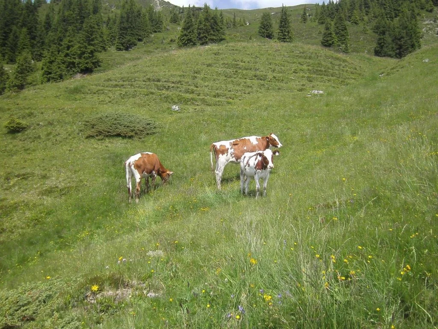 Apartment Fischerhof