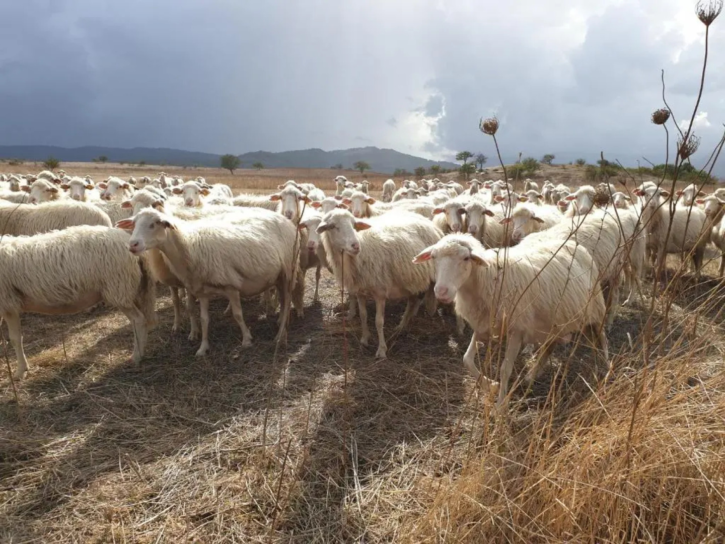 Sardinia Retreat Base is your 14th Century home with expert tips