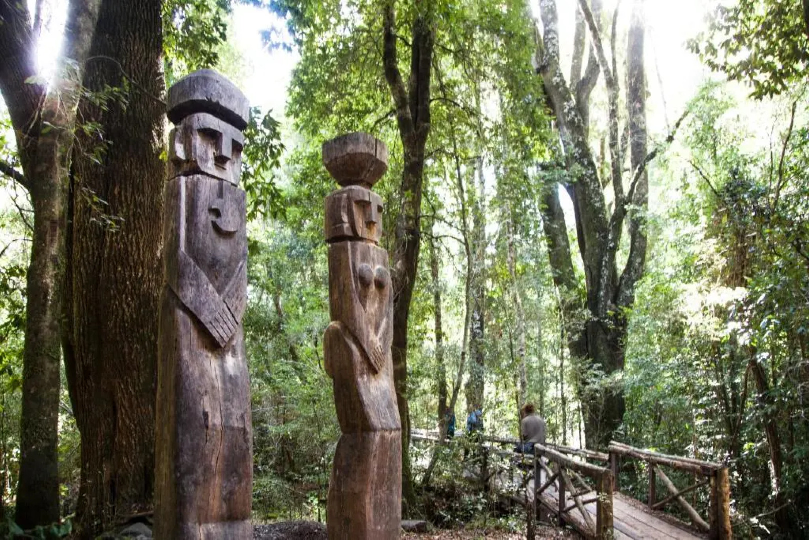 Huilo Huilo Reino Fungi