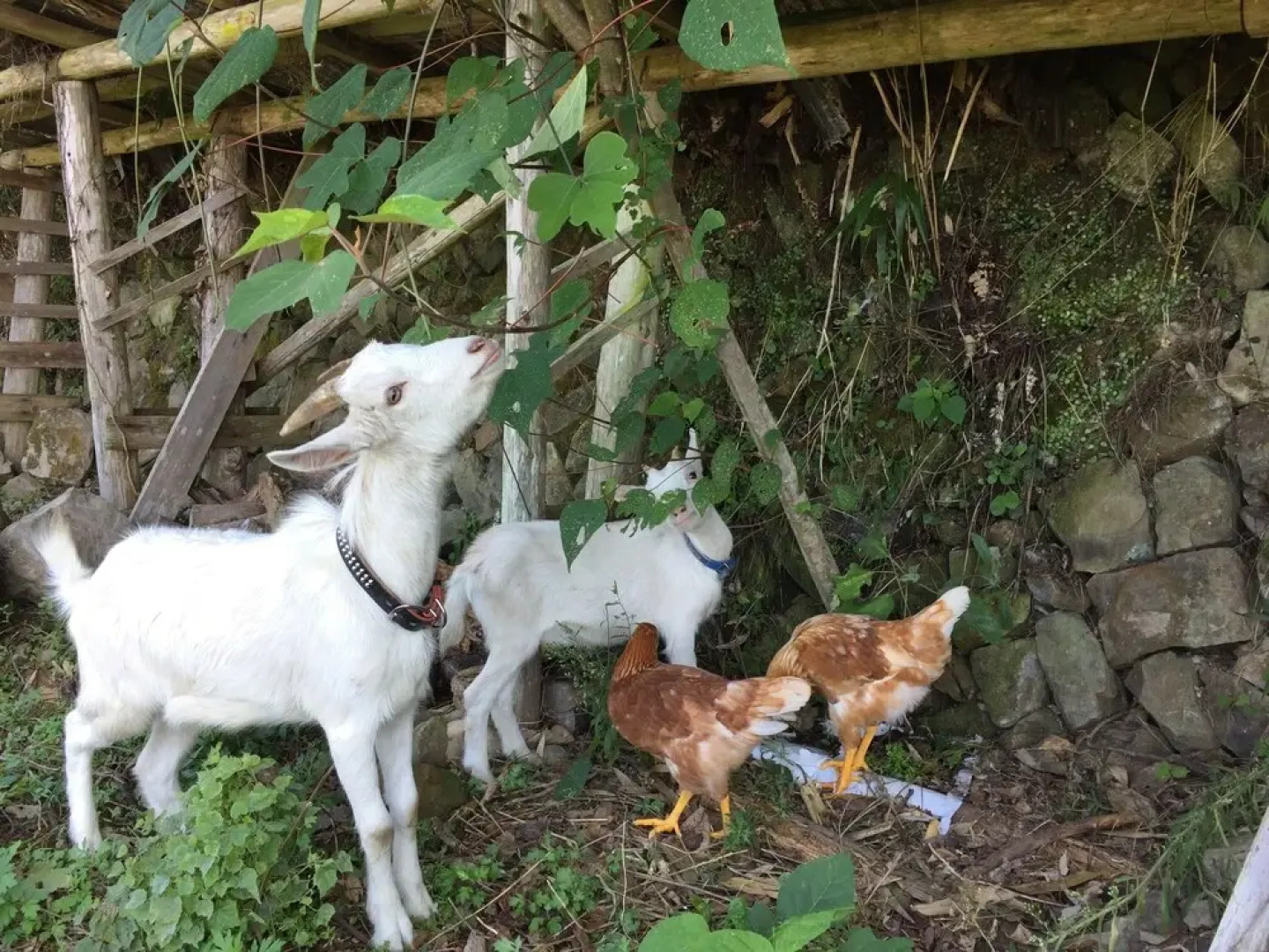 Kumano Kodo Winery Guest House