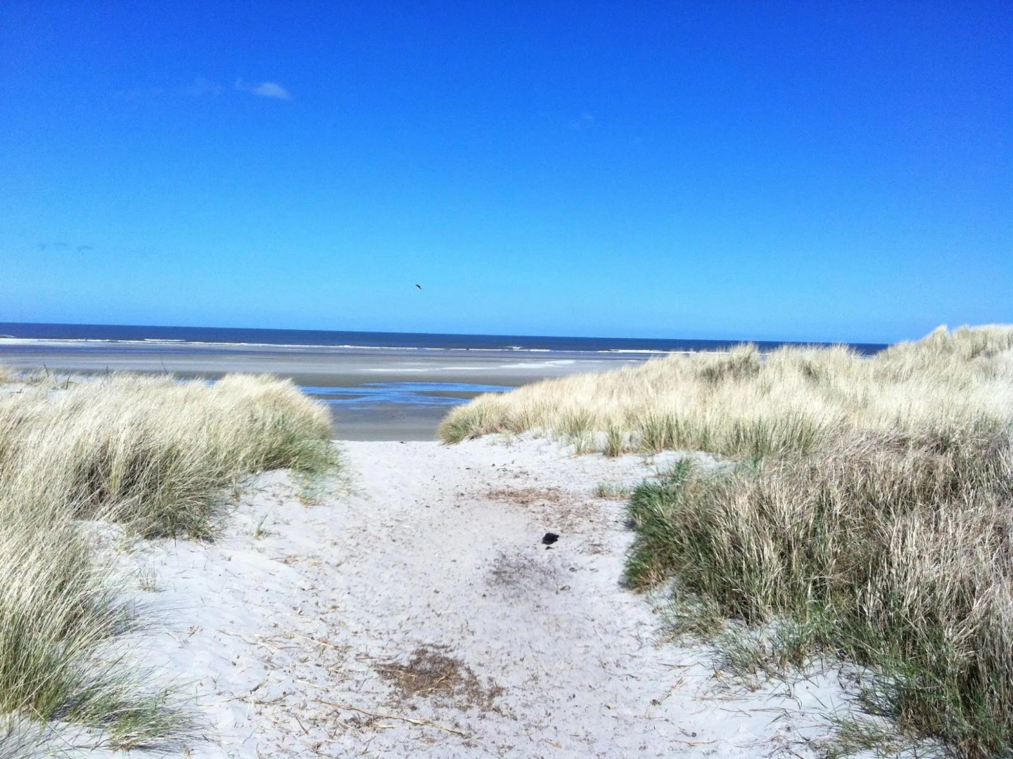 Detached Bungalow, Situated Directly at a Large Sand Dunes And Nature Area