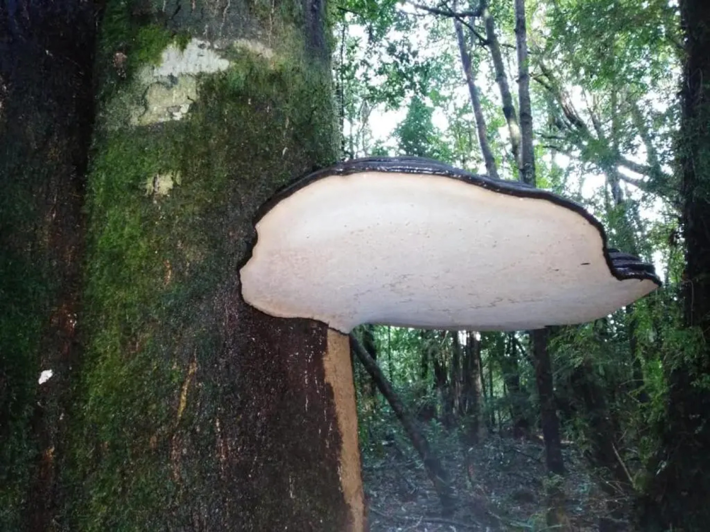 Hotel Parque Tepuhueico