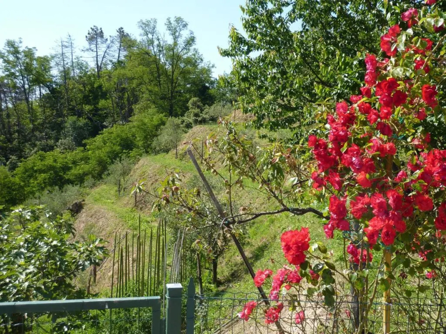 gli ulivi di montalbano 1