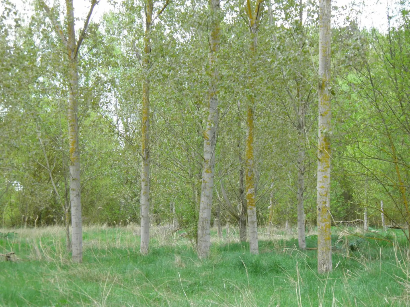 Hostal Catalina de Austria