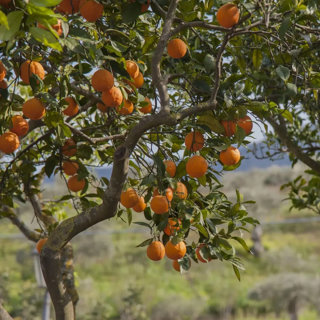 Azienda Agrituristica Bergi