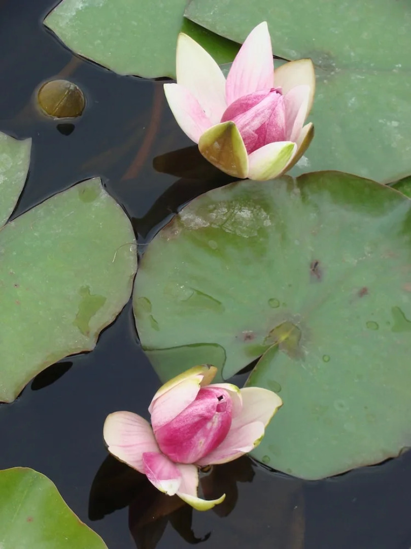 Vale Pisco Villa De Sonho