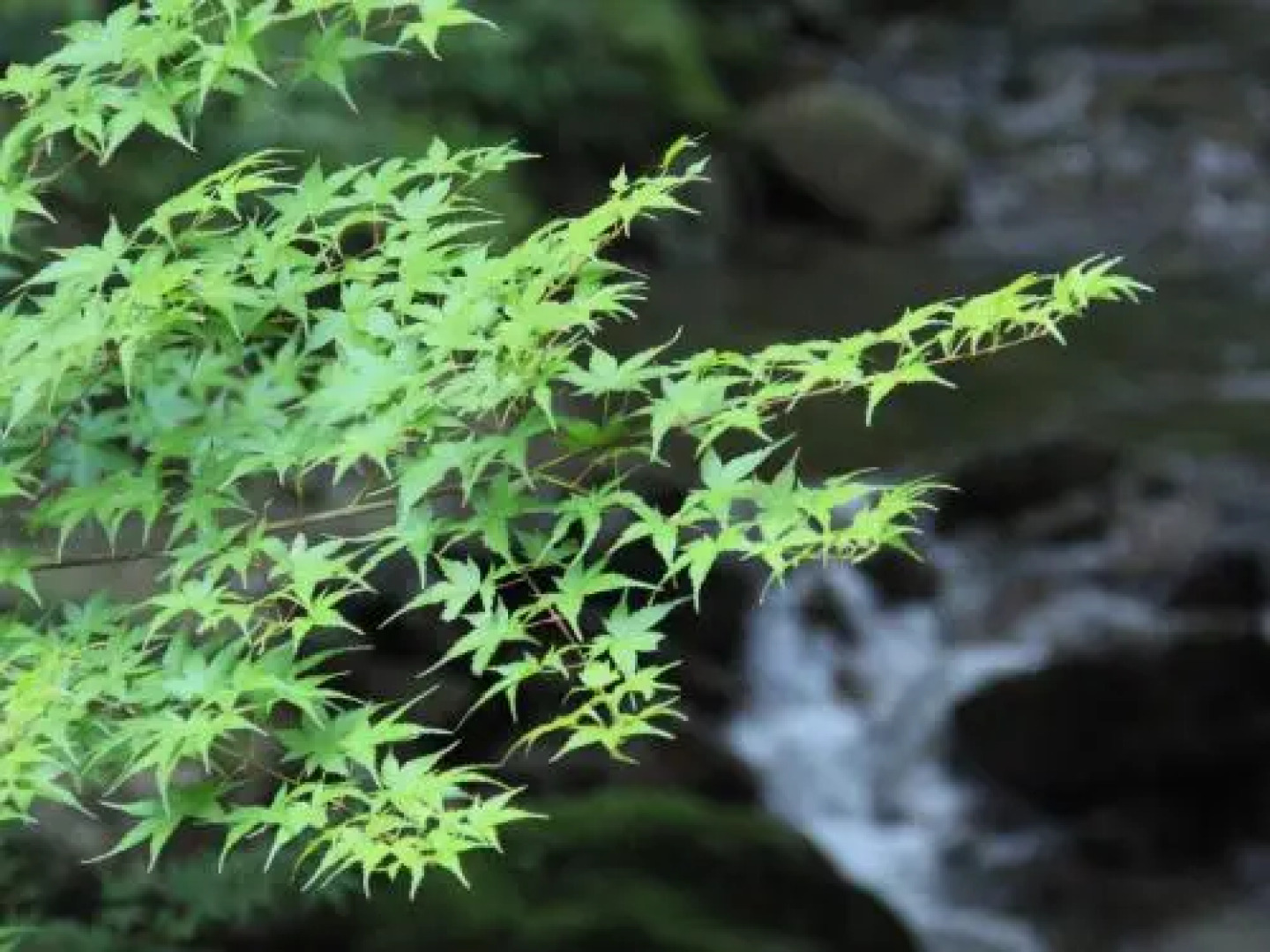 Iwasu Onsen Ryokan Iwasuso