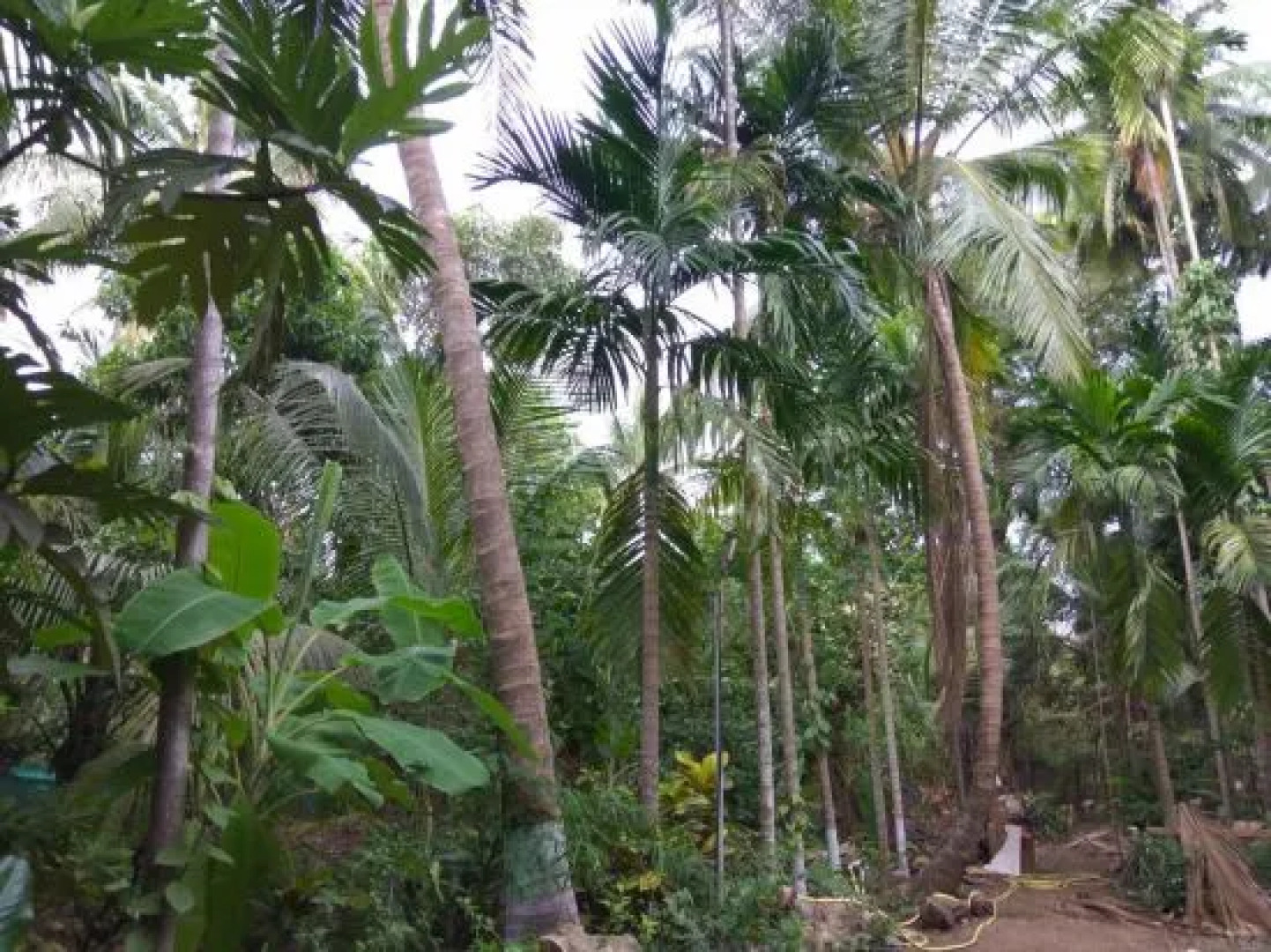 Spot On 48605 Sharang Holiday Homes