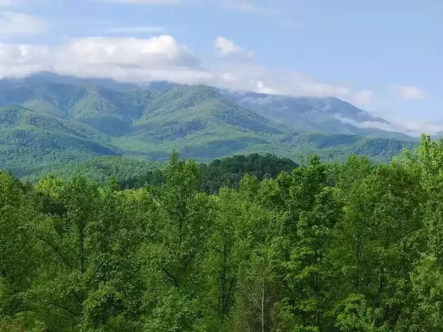 Smoky Mountain Reins #2314