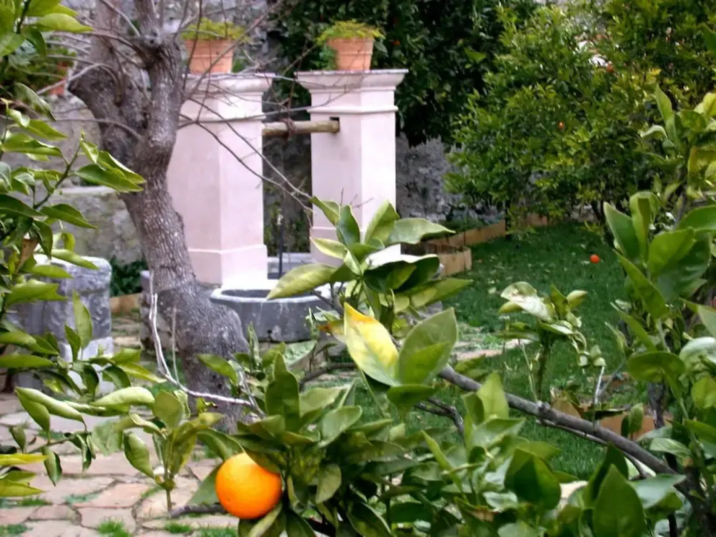 La Zizzania e il Mandarino