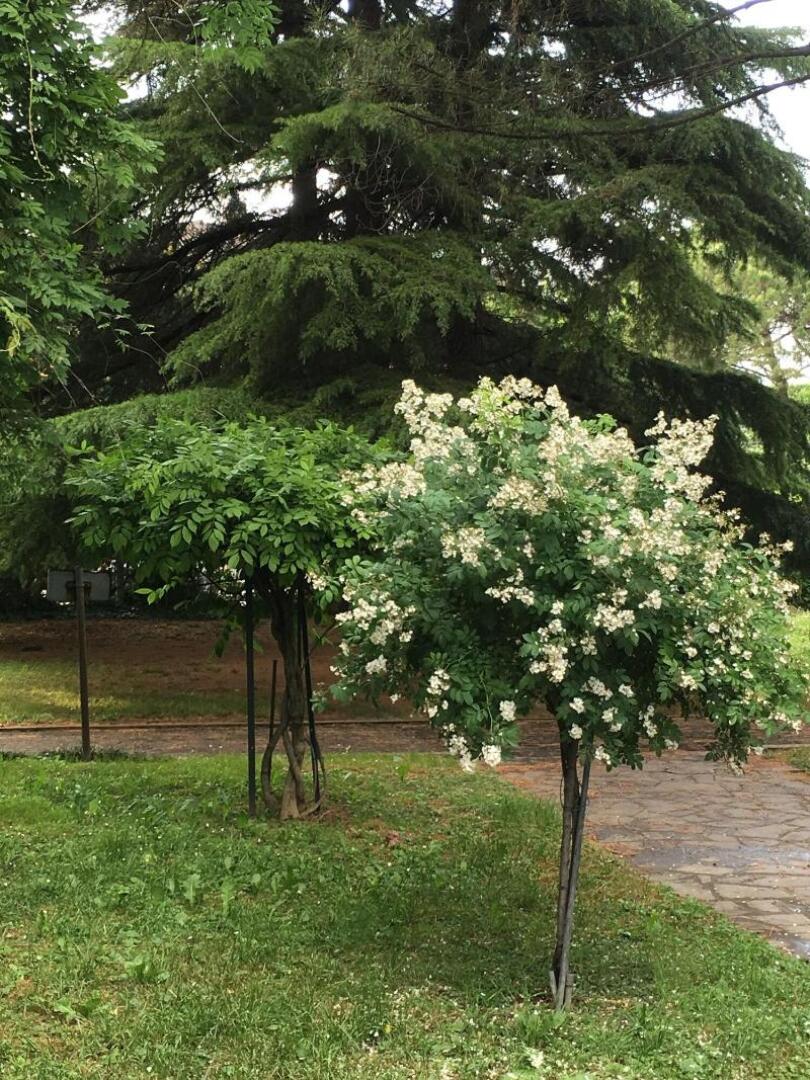 Bed and Breakfast Bio Salix