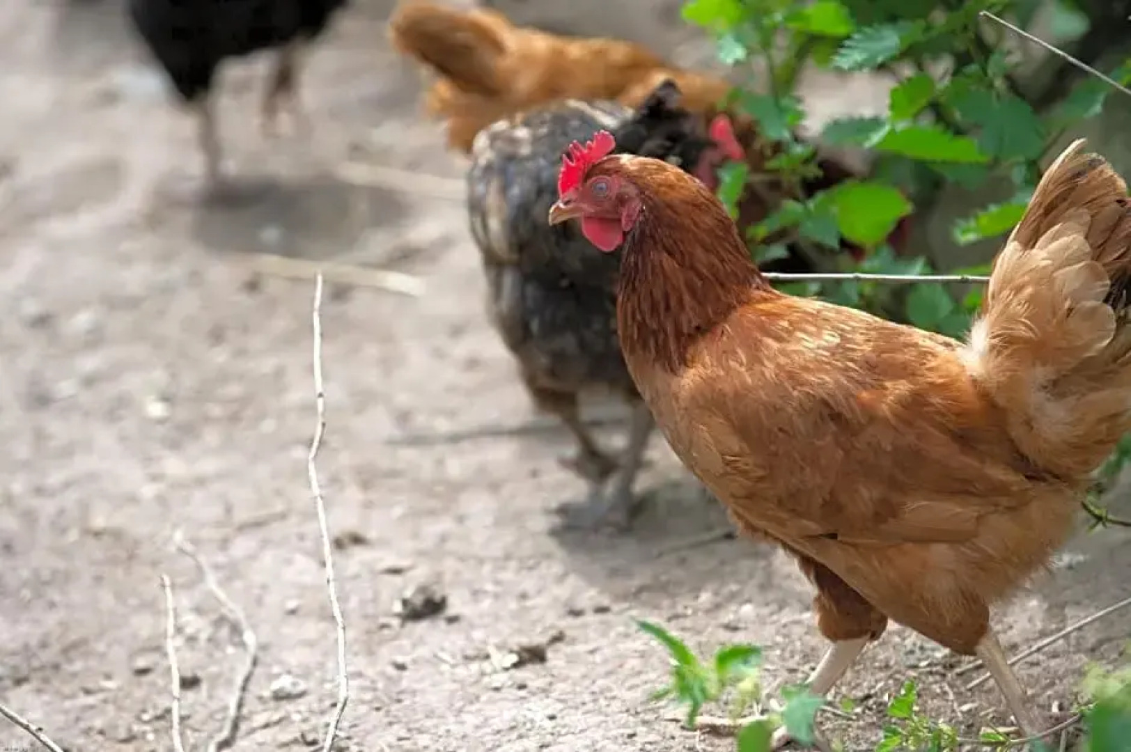 la grange aux hirondelles