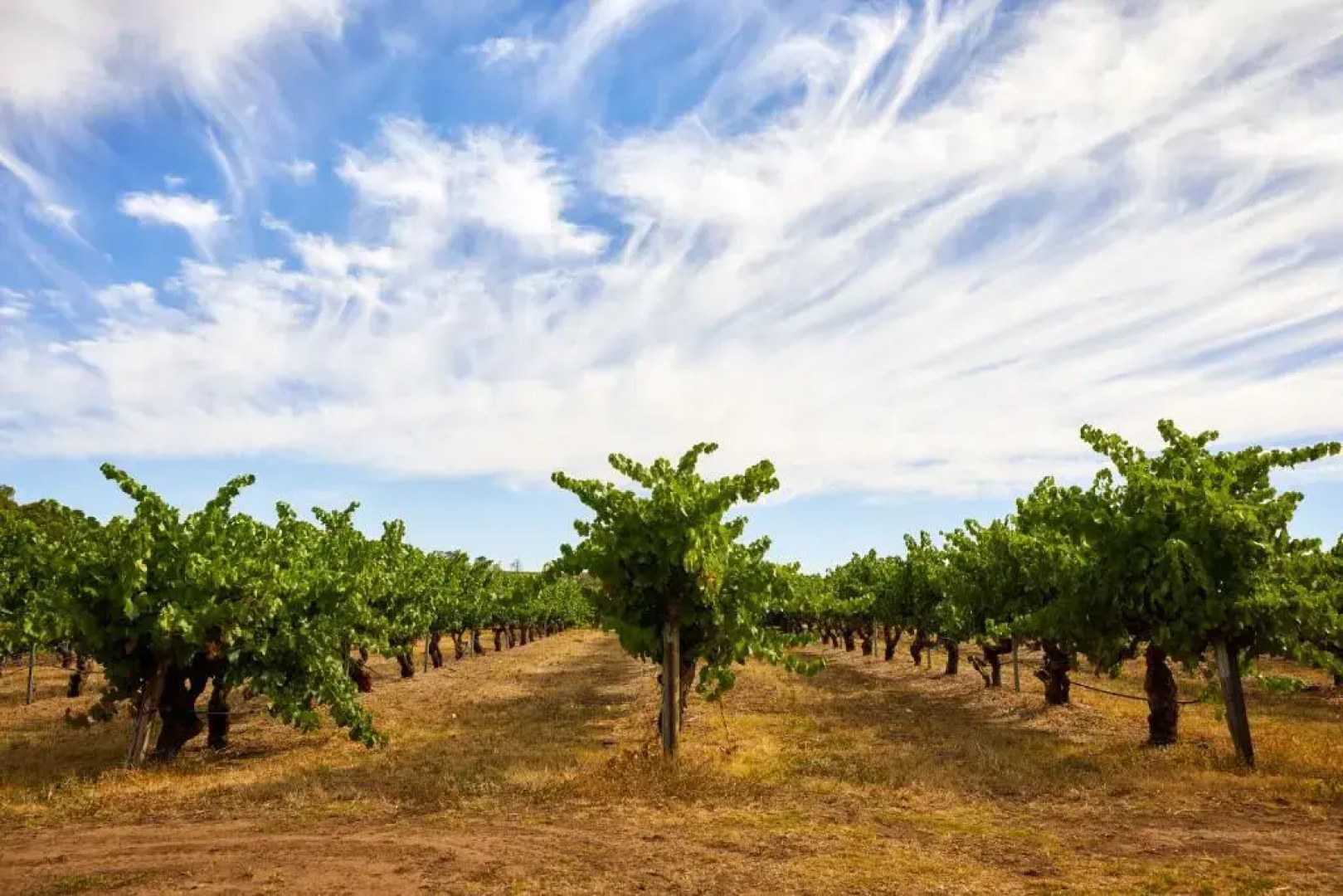 Le Mas Barossa Valley