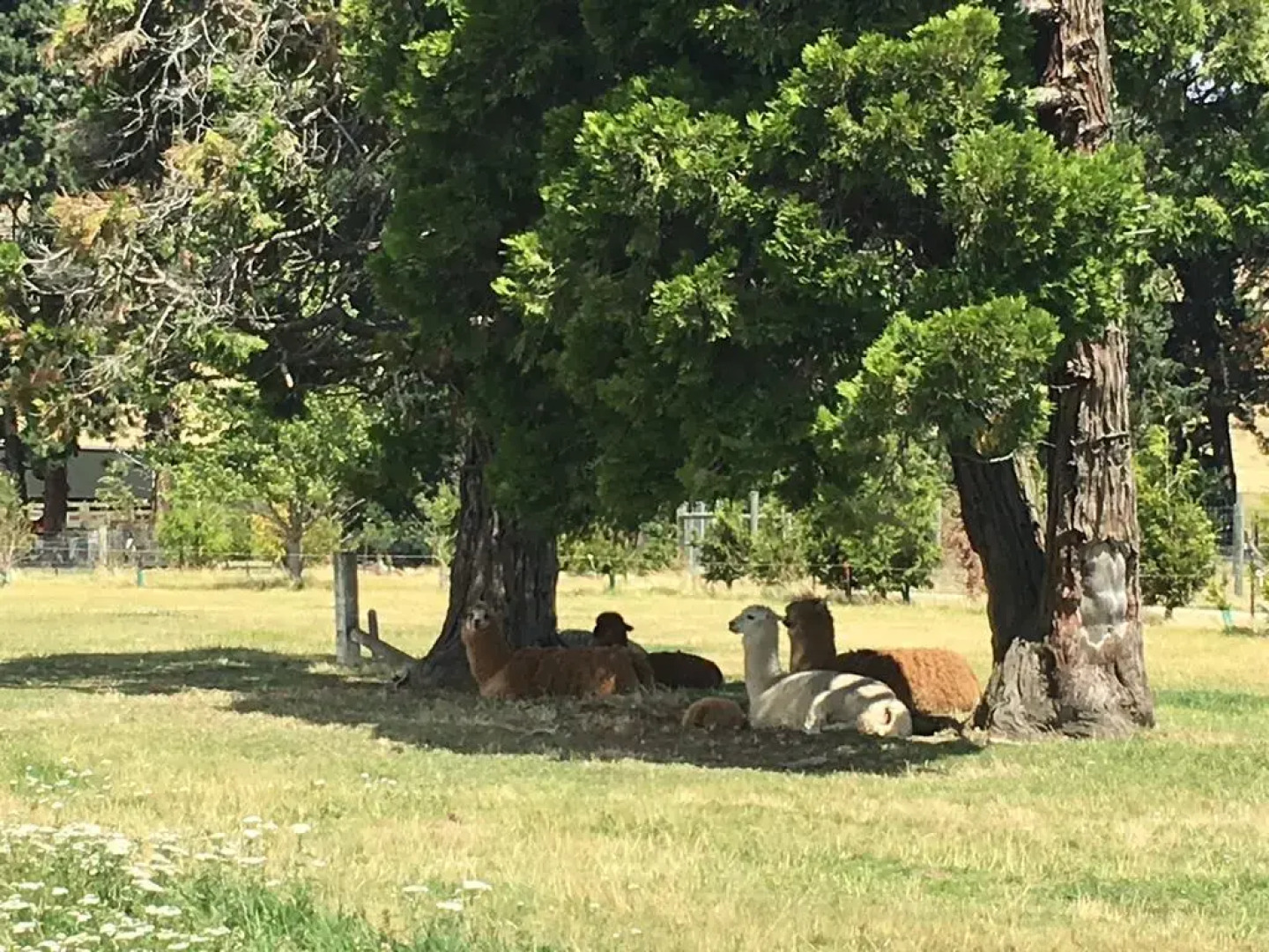 Criffel Station Farmstay