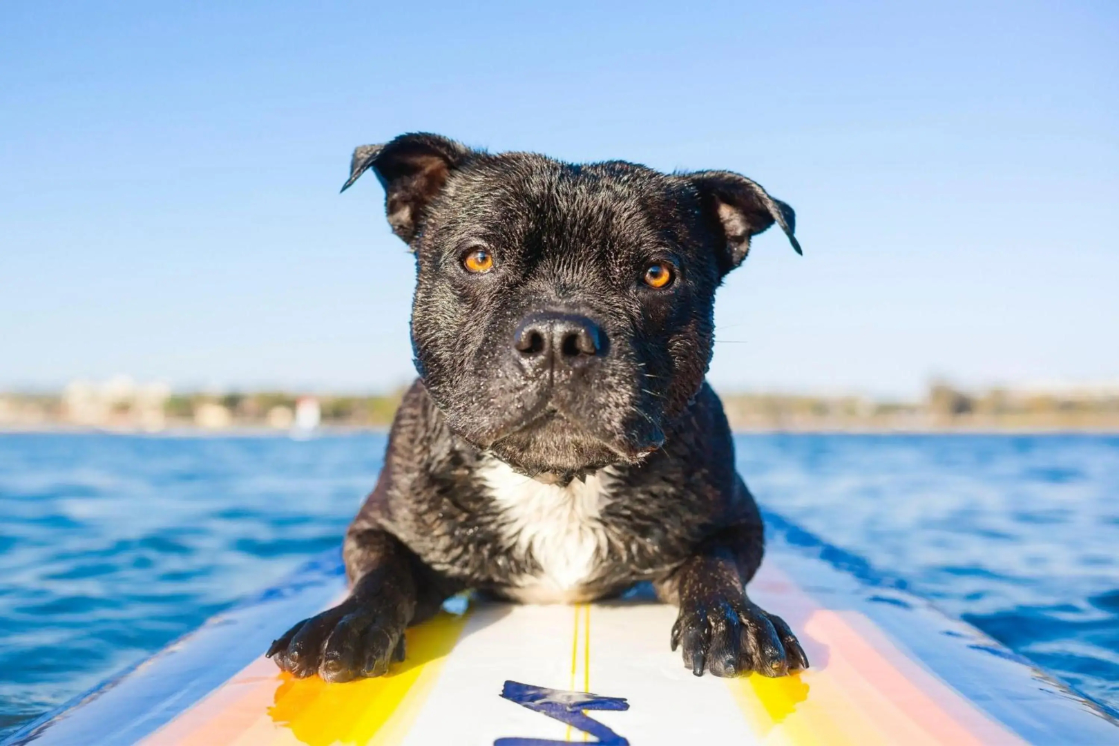 Serenity - Mudjimba - Pet Friendly Holiday Home