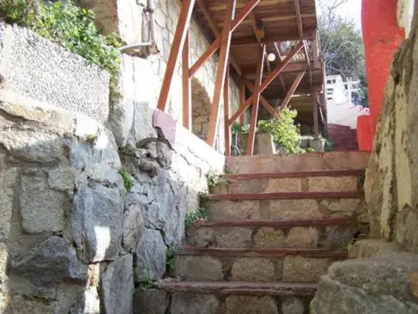 Pingüino En La Roca Cabañas