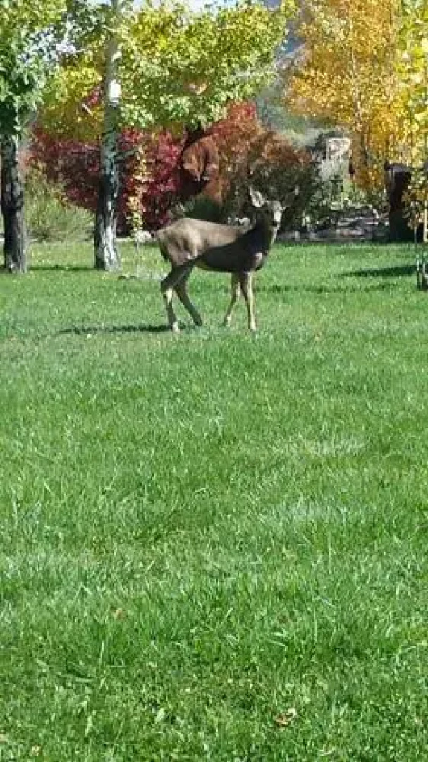 Grizzly Roadhouse Bed & Breakfast and Vacation Rentals