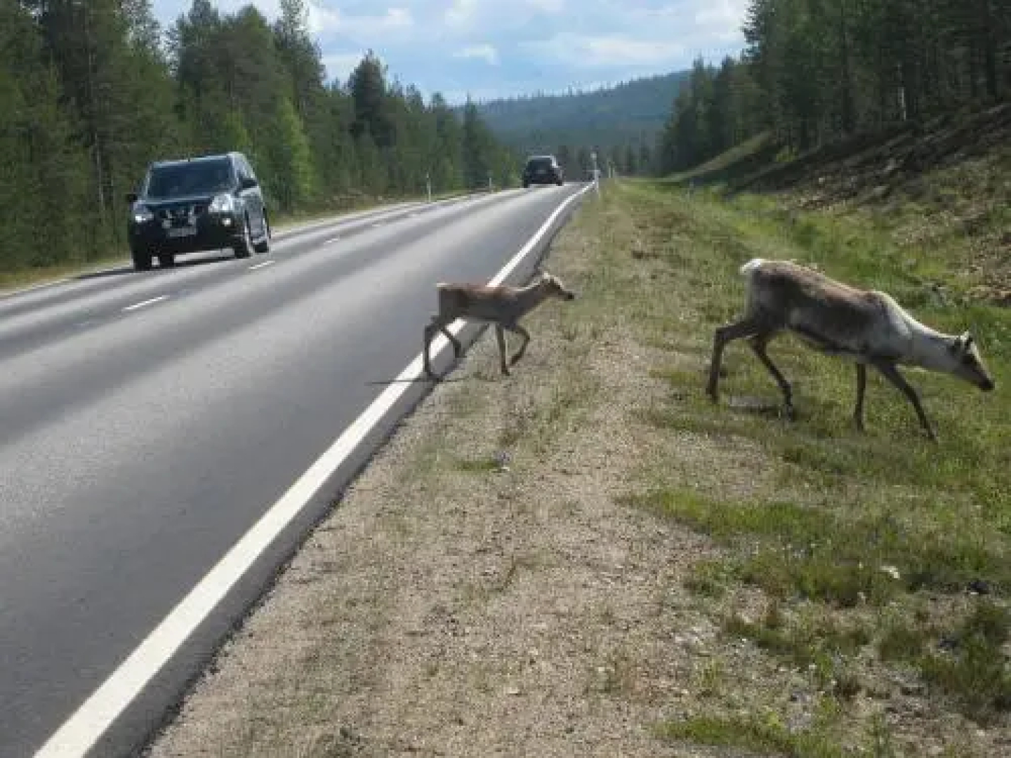 Saariselän Marjamajat