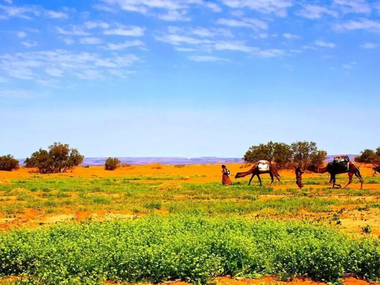 Locals Under Stars Trips