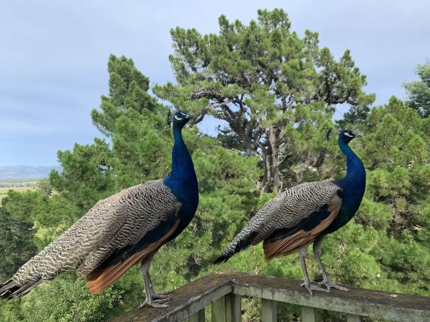 Cubby House Stay - Kaikoura