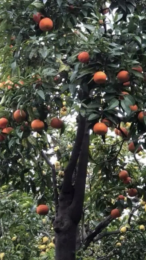 Rosy Monolocale nel Centro Storico di Torre Annunziata di Fronte Scavi Oplonti