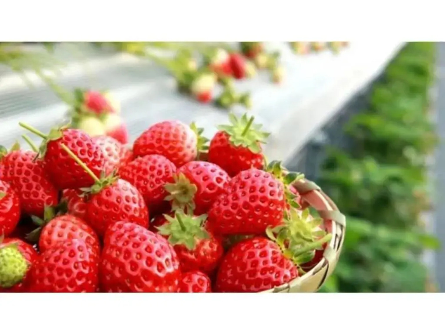 Hotel nanvan Hamanako - Vacation STAY 61570v