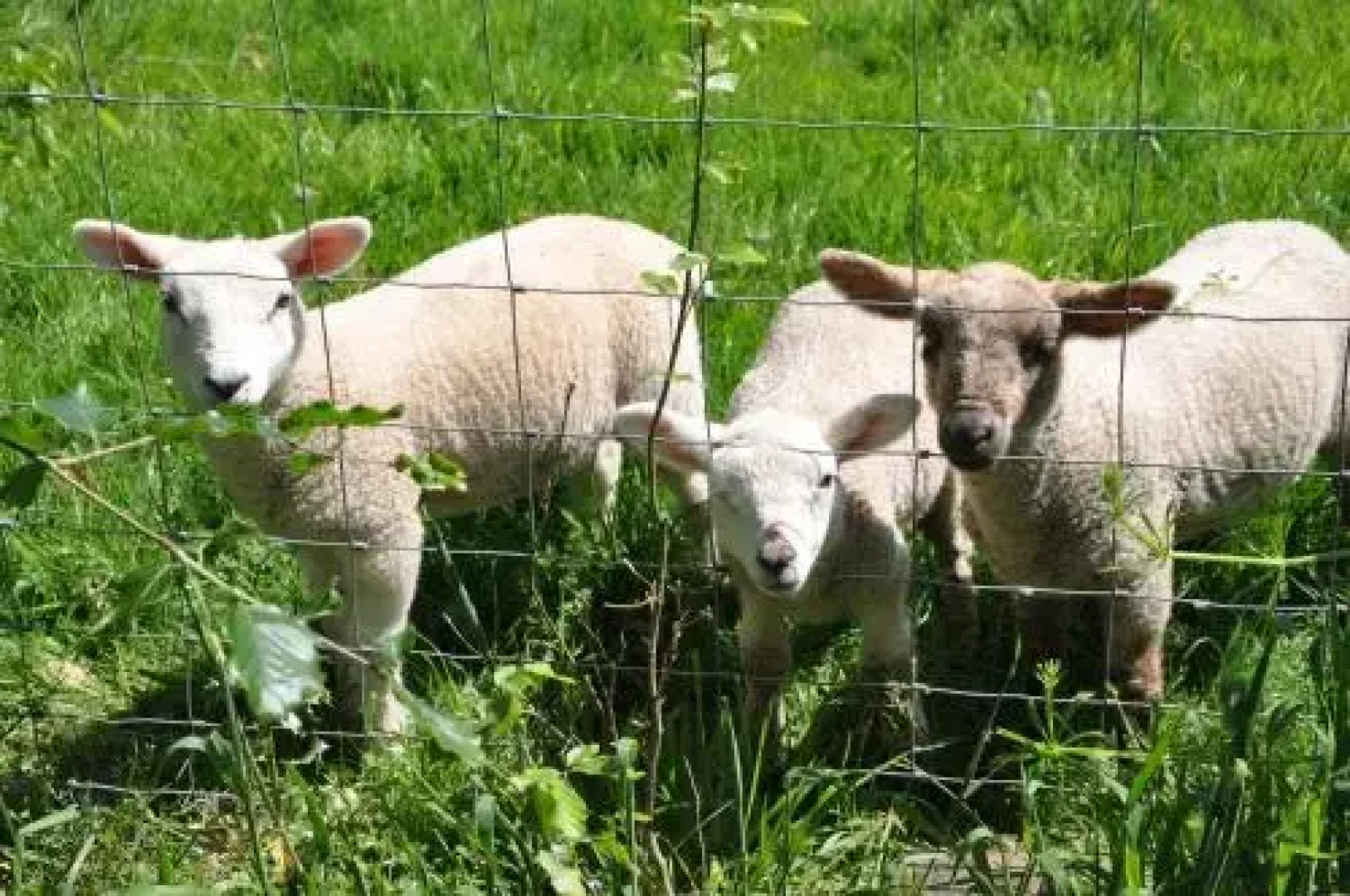 The Farm Snead Bed & Breakfast