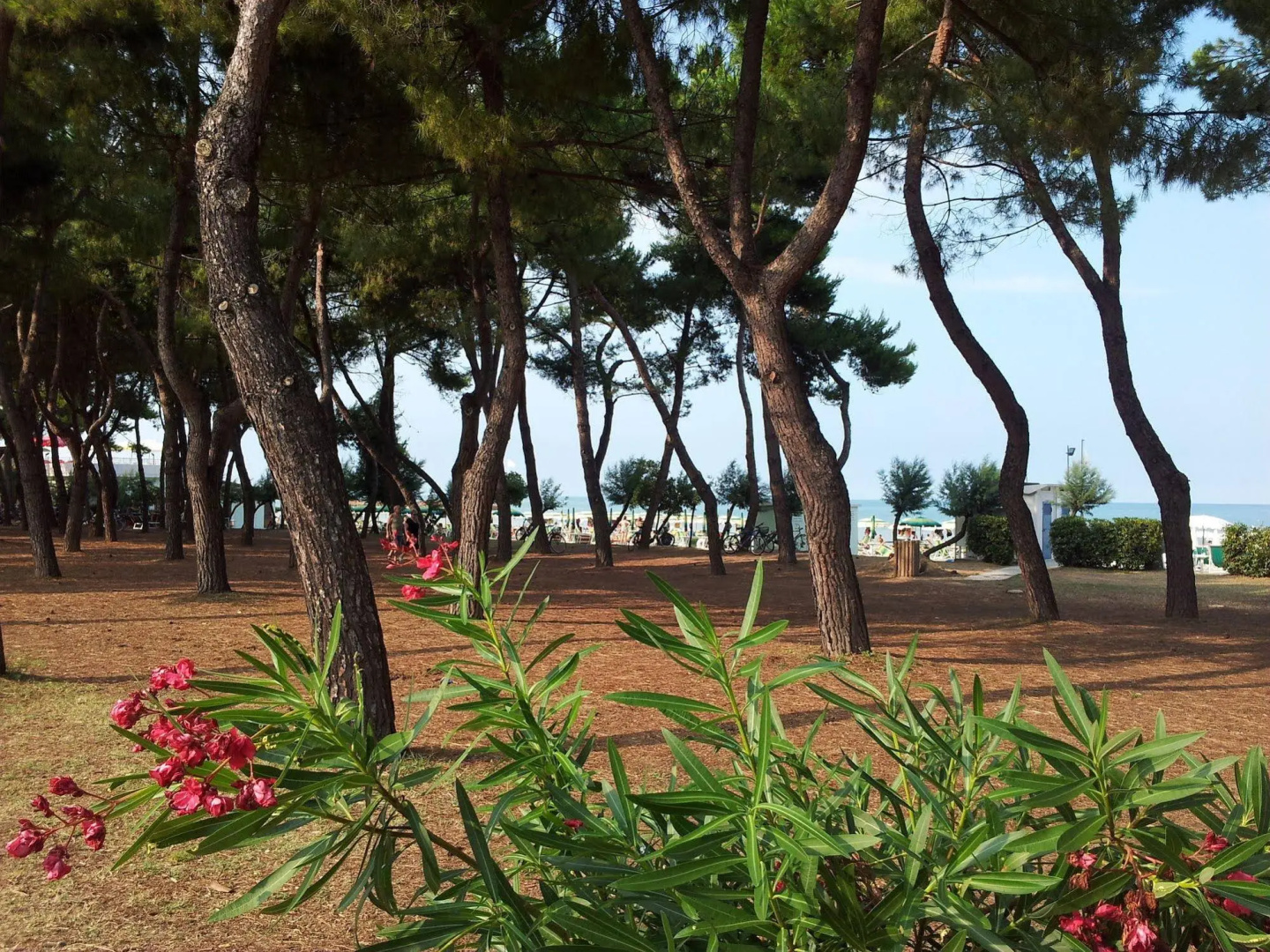 Pineto Vacanza