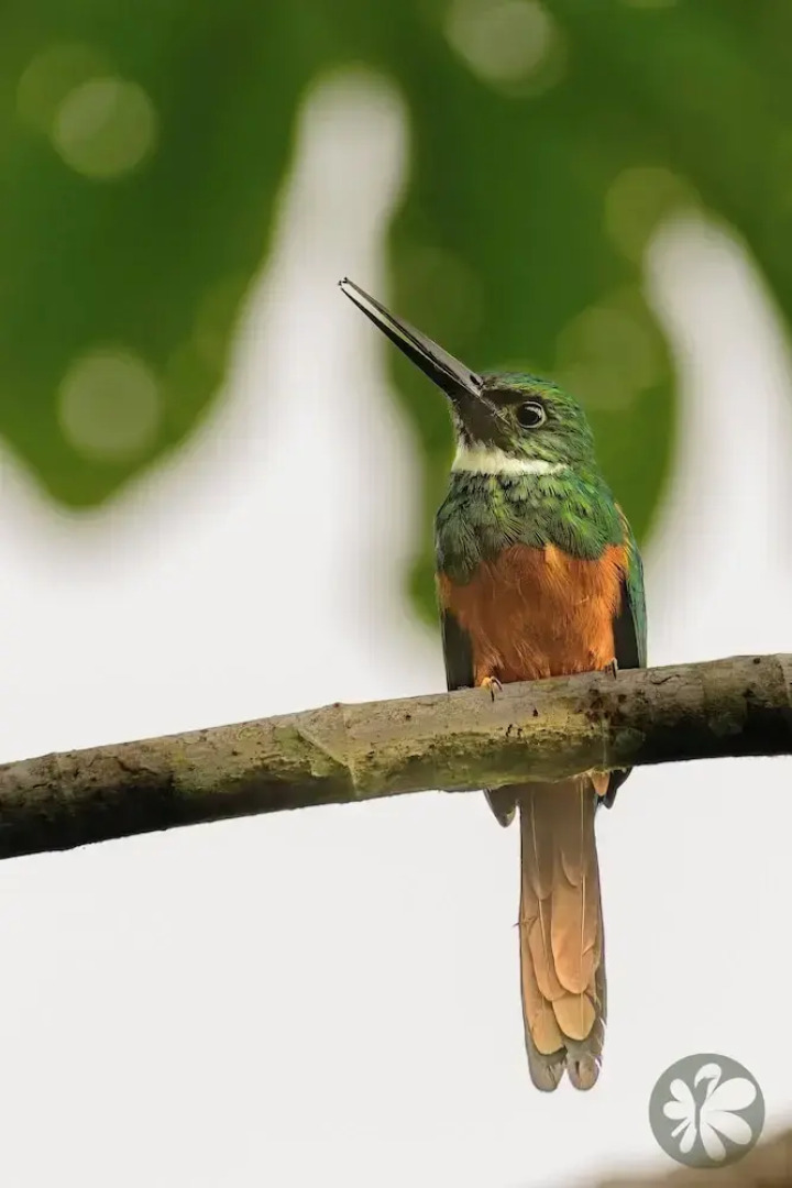 Villa Bruno - Terrace - Jungle - Birdwatching