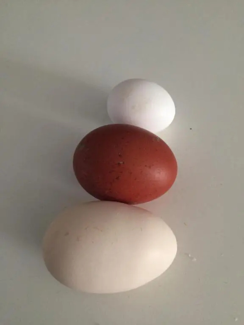 Appartamentino in AZ.AGRICOLA - MALPENSA- LAGO MAGGIORE-