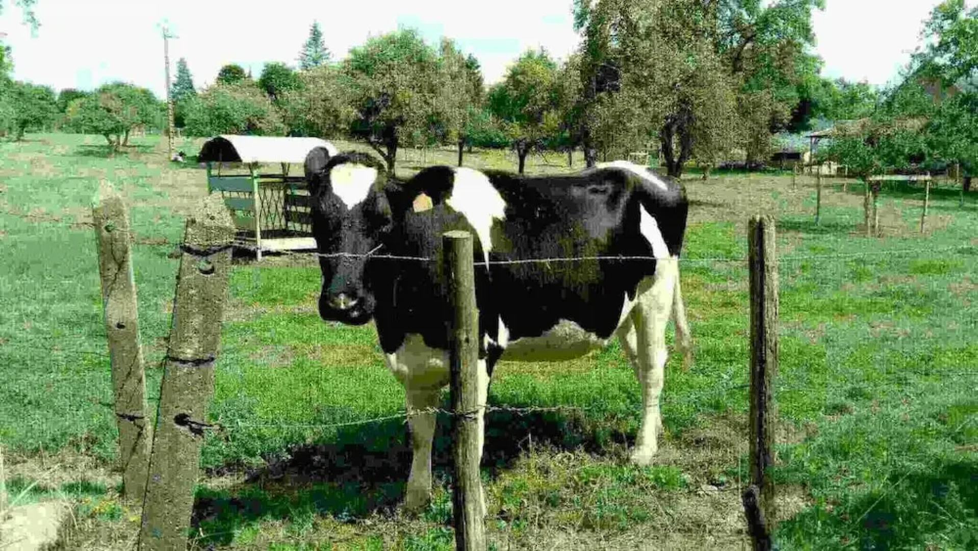 Presbytere Saint Martin de Connée