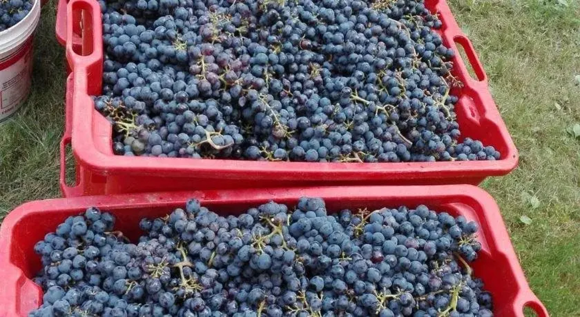 Agriturismo Mirasole
