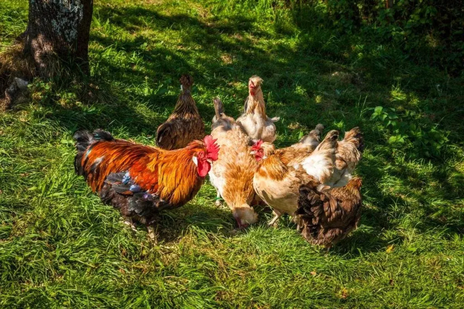 Bauernhof Landhaus Schossleitner