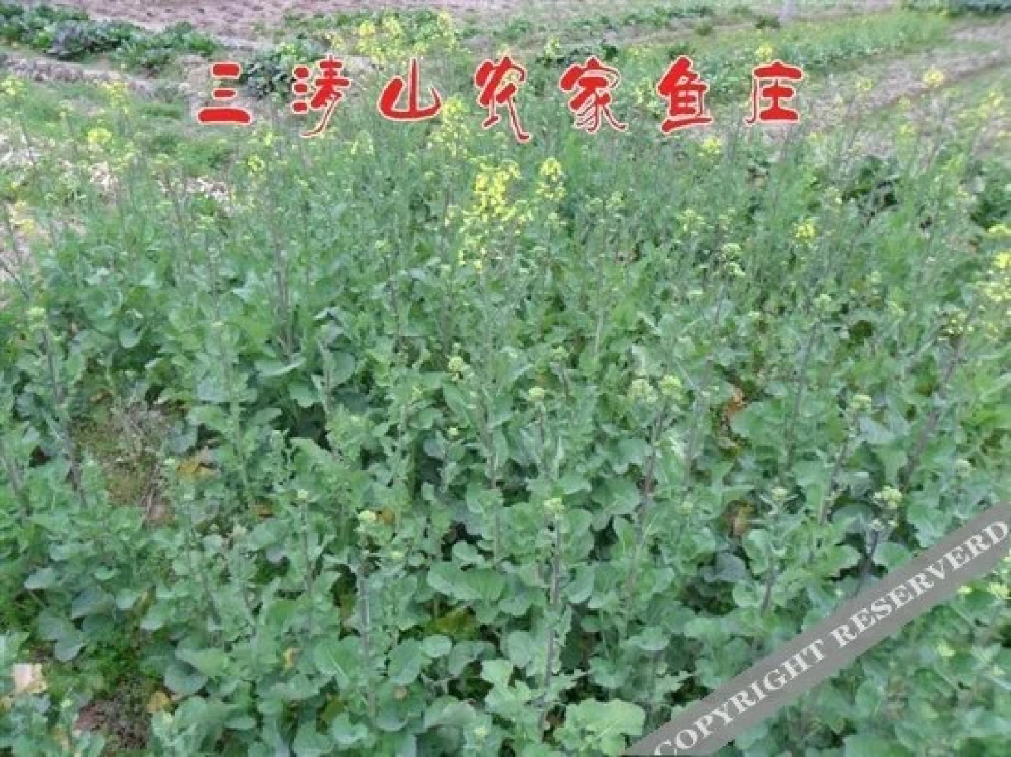 Shangrao Sanqing Mountain Nongjia Yuzhuang