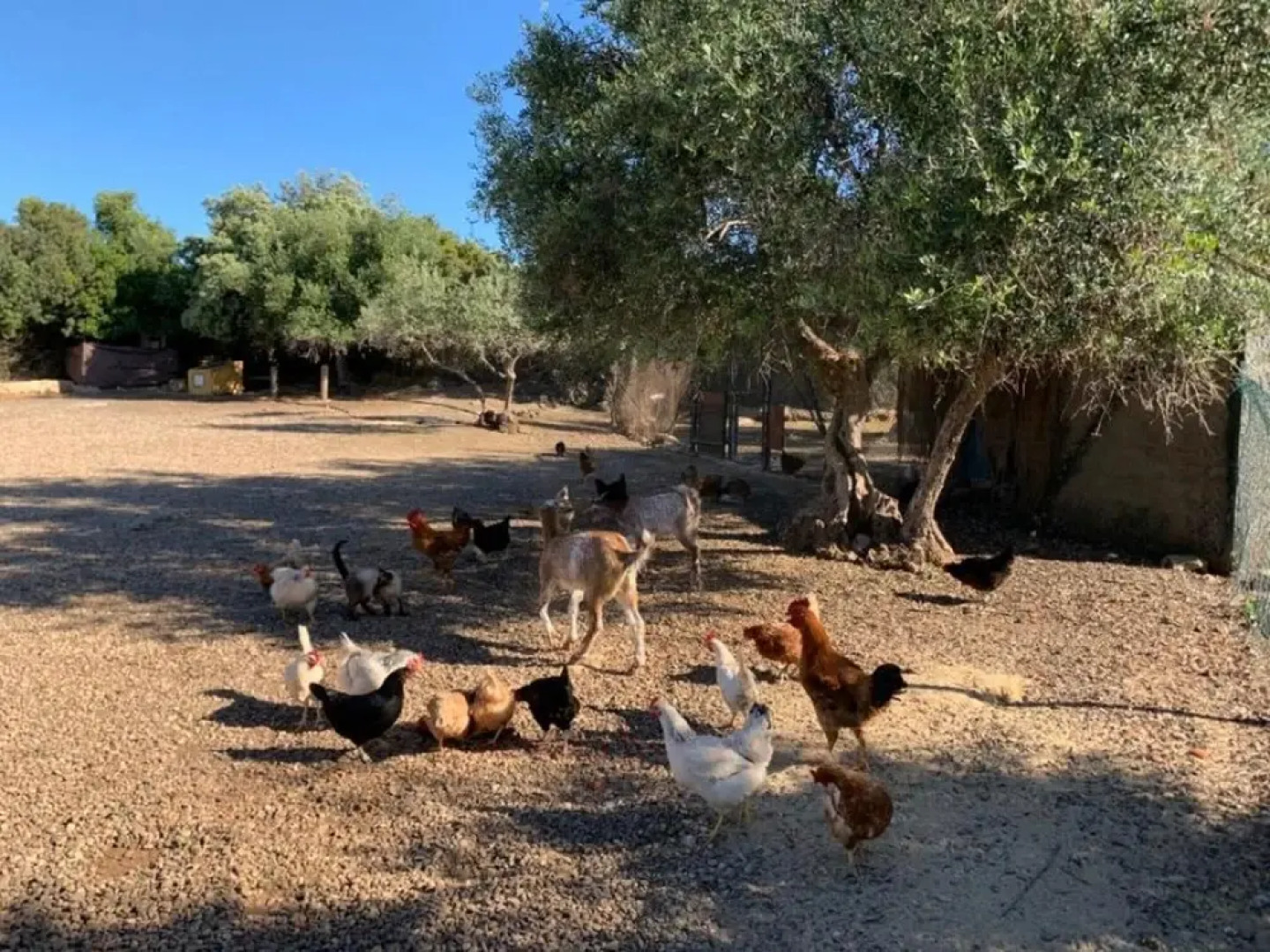 Villa With 3 Bedrooms in Hornachuelos, With Shared Pool, Enclosed Garden and Wifi