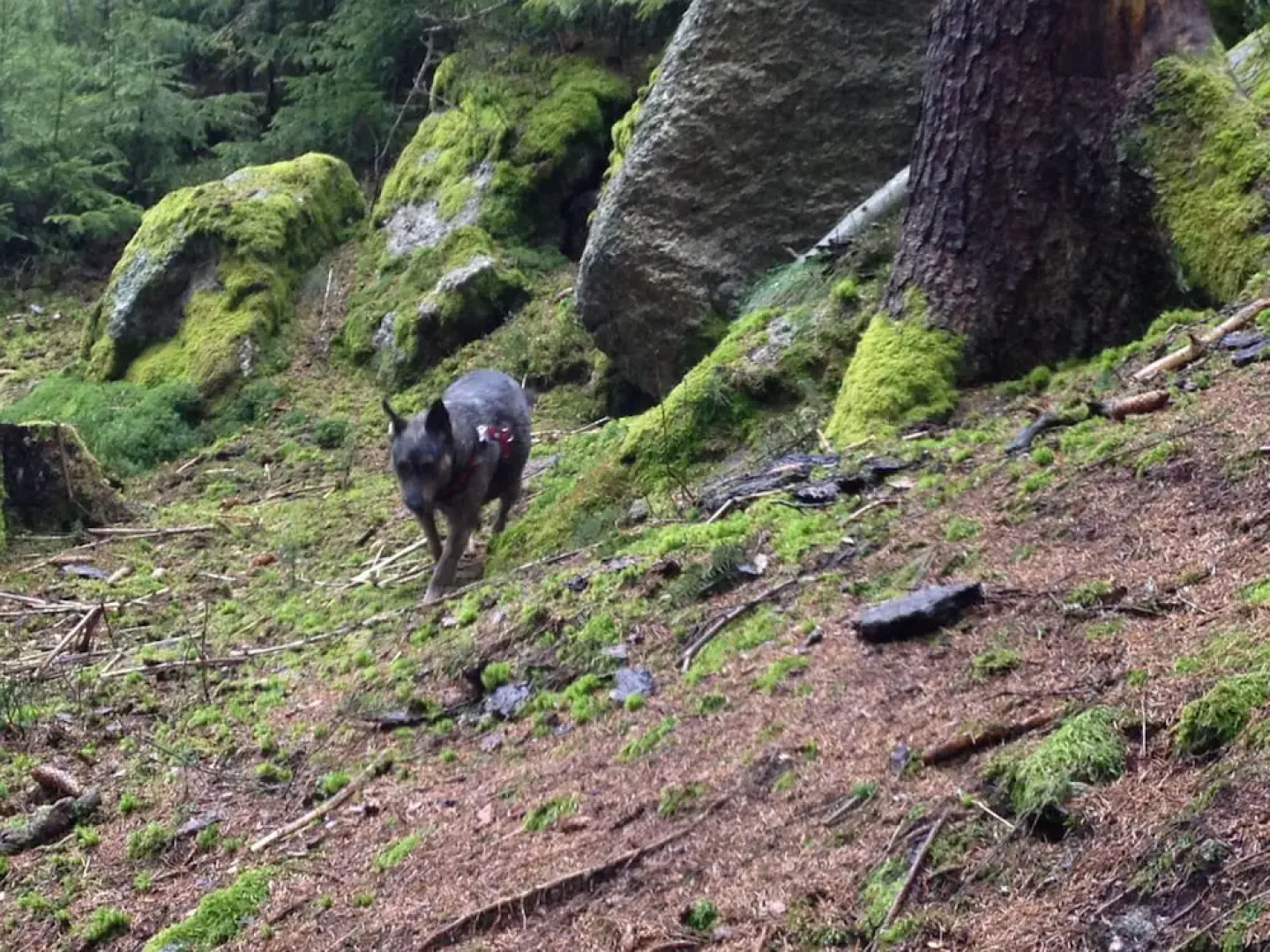 Schmankerl Hotel Bauer