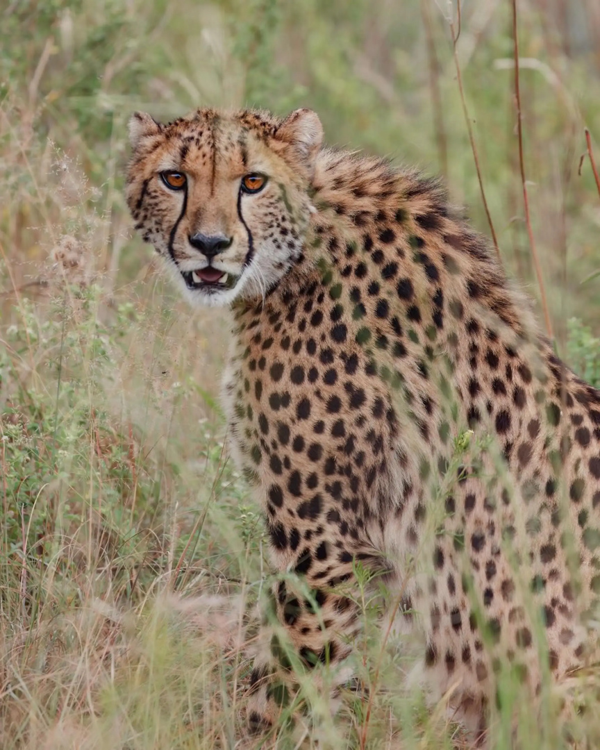 Zulu Camp at Shambala Private Game Reserve