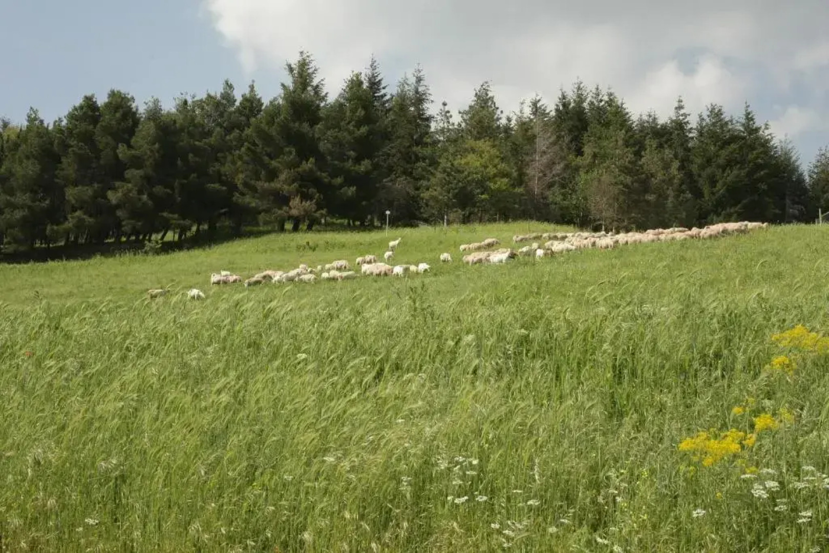 Country House Villa delle Rose