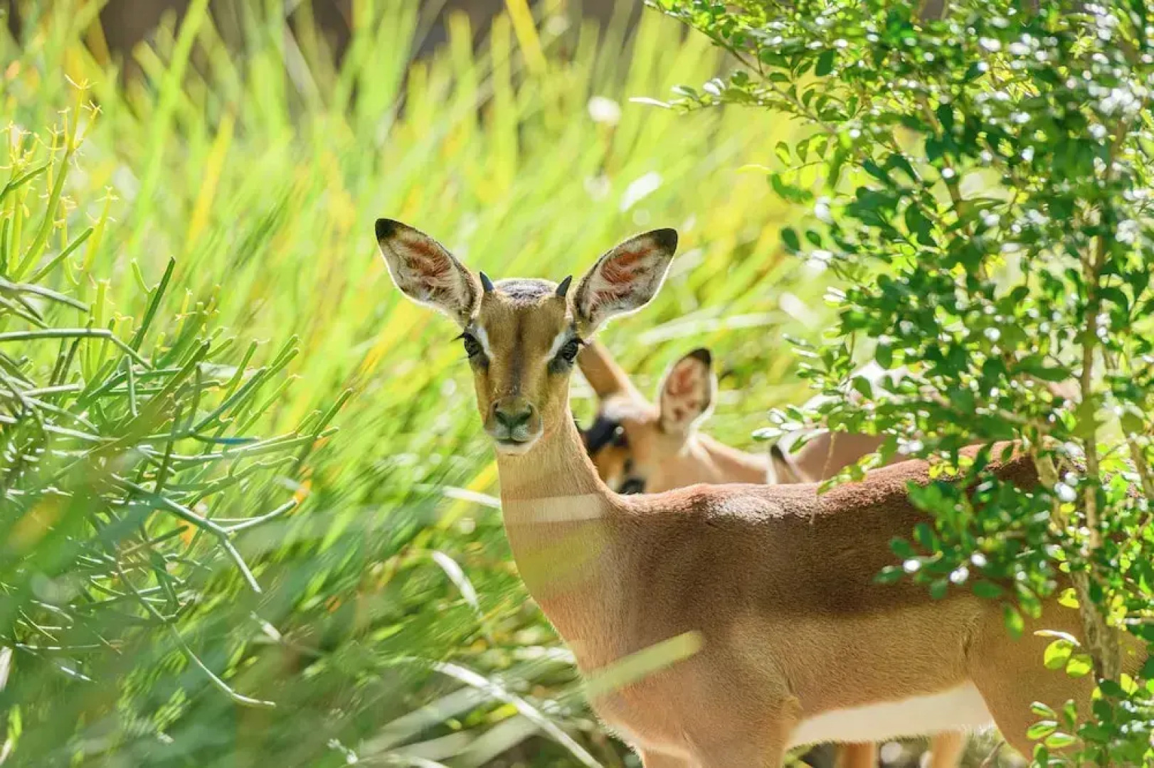 San Lameer Villa Rentals 10901