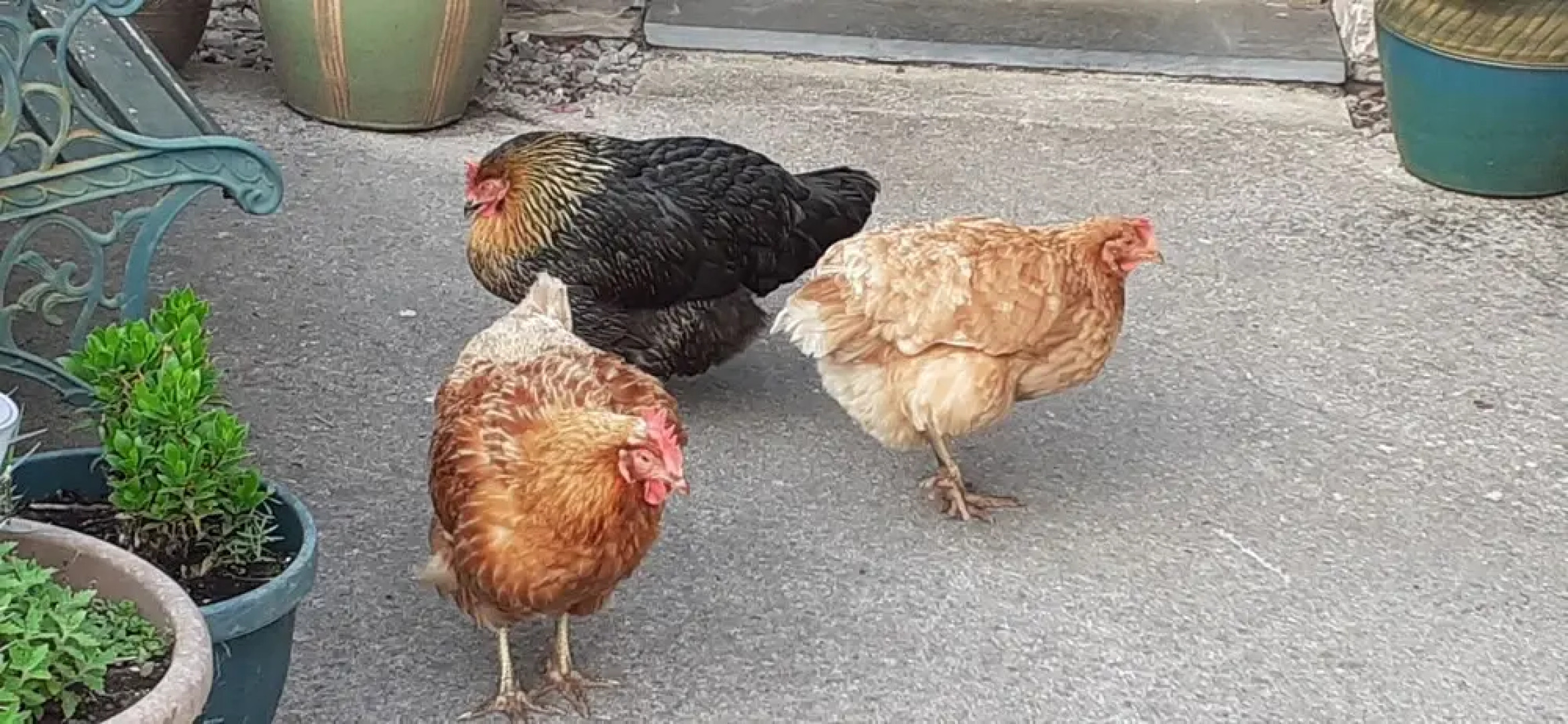 Henblas Holiday Cottage