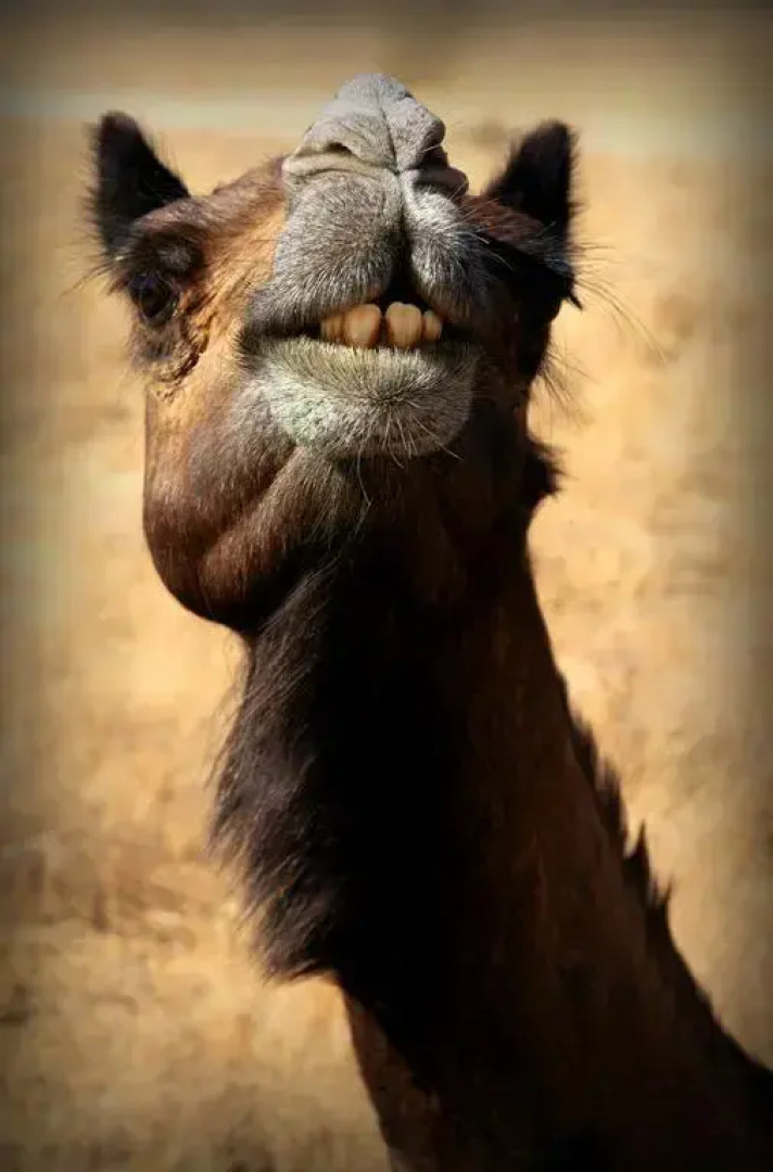 Registhan Guest House