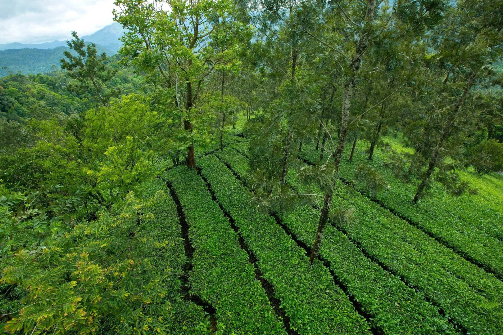 Dream Catcher Plantation Resort